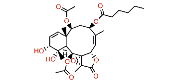 Violide I